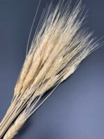 Пшениця Жізель висвітлена 20 шт - Пшениця