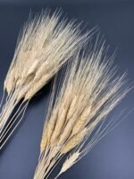 Пшениця Жізель висвітлена 20 шт - Пшениця