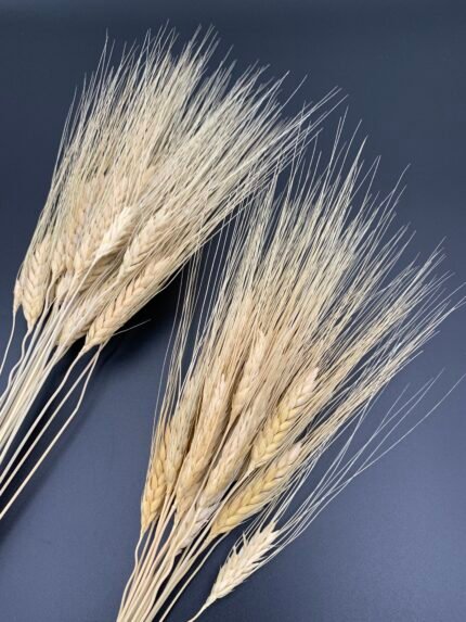 Пшениця Жізель висвітлена 20 шт - Пшениця