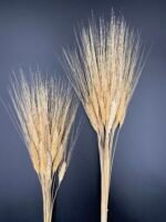 Пшениця Жізель висвітлена 20 шт - Пшениця