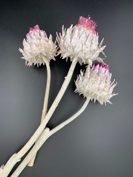 Артишок Цинара натуральний, білений, квітка на стеблі - Артишок