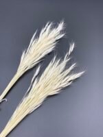Бромус вибілений міні - Бромус
