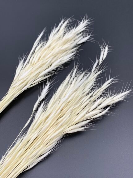 Бромус вибілений міні - Бромус