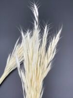 Бромус вибілений міні - Бромус