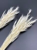 Бромус вибілений міні - Бромус