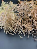 Статиця татарська висвітлена ( 40 гр / 5 гілок ) - Статиця