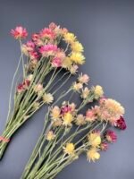 Геліхризум на стеблі Мікс - Геліхризум