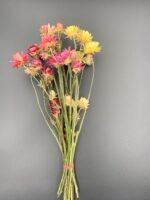 Геліхризум на стеблі Мікс - Геліхризум