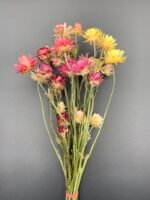 Геліхризум на стеблі Мікс - Геліхризум