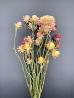 Геліхризум на стеблі Мікс - Геліхризум