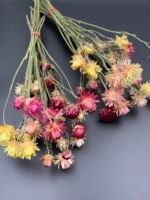 Геліхризум на стеблі Мікс - Геліхризум