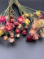 Геліхризум на стеблі Мікс - Геліхризум