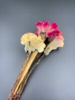 Целозія Мікс ( 5 шт ) - Целозія