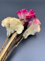 Целозія Мікс ( 5 шт ) - Целозія