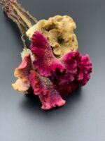 Целозія Мікс ( 5 шт ) - Целозія