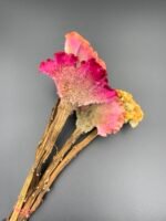 Целозія Мікс ( 5 шт ) - Целозія