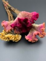 Целозія Мікс ( 5 шт ) - Целозія