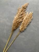 Пампасна трава натуральна 80 см, 5 шт - Кортадерія