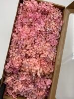 Гортензія стабілізована світло-рожевий градієнт 100 гр - Гортензія стабілізована