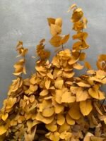 Евкаліпт Ценерея стабілізований жовтий - Евкаліпт стабілізований