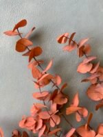 Евкаліпт Ценерея стабілізований коричневий - Евкаліпт стабілізований
