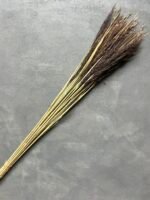Очерет коричневий, декоративний натуральний (20 шт.) - Кортадерія