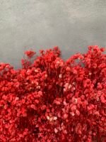 Гіпсофіла стабілізована червона 100 гр - Гіпсофіла стабілізована