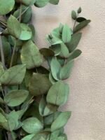 (Копія)Евкаліпт парвіфолія зелений - Евкаліпт стабілізований