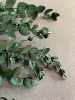 (Копія)Евкаліпт парвіфолія зелений - Евкаліпт стабілізований