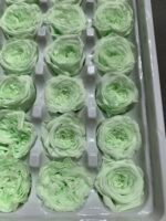 Роза Остін міні м'ятна - Роза стабілізована піоновидна міні 2-3 см