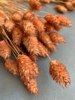 Фаляріс коричневий (50 шт) - Фаляріс