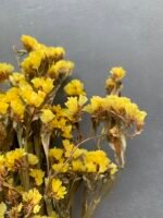 Статиця пастельно-жовта, сухоцвіт ( 10 гілок ) - Статиця