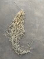 Мох стабілізований Тіландсія (Tillandsia Usneoides) сизий зелений - Штучні рослини