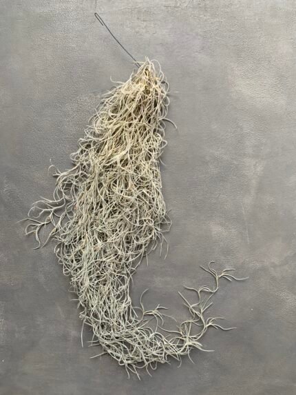 Мох стабілізований Тіландсія (Tillandsia Usneoides) сизий зелений - Штучні рослини