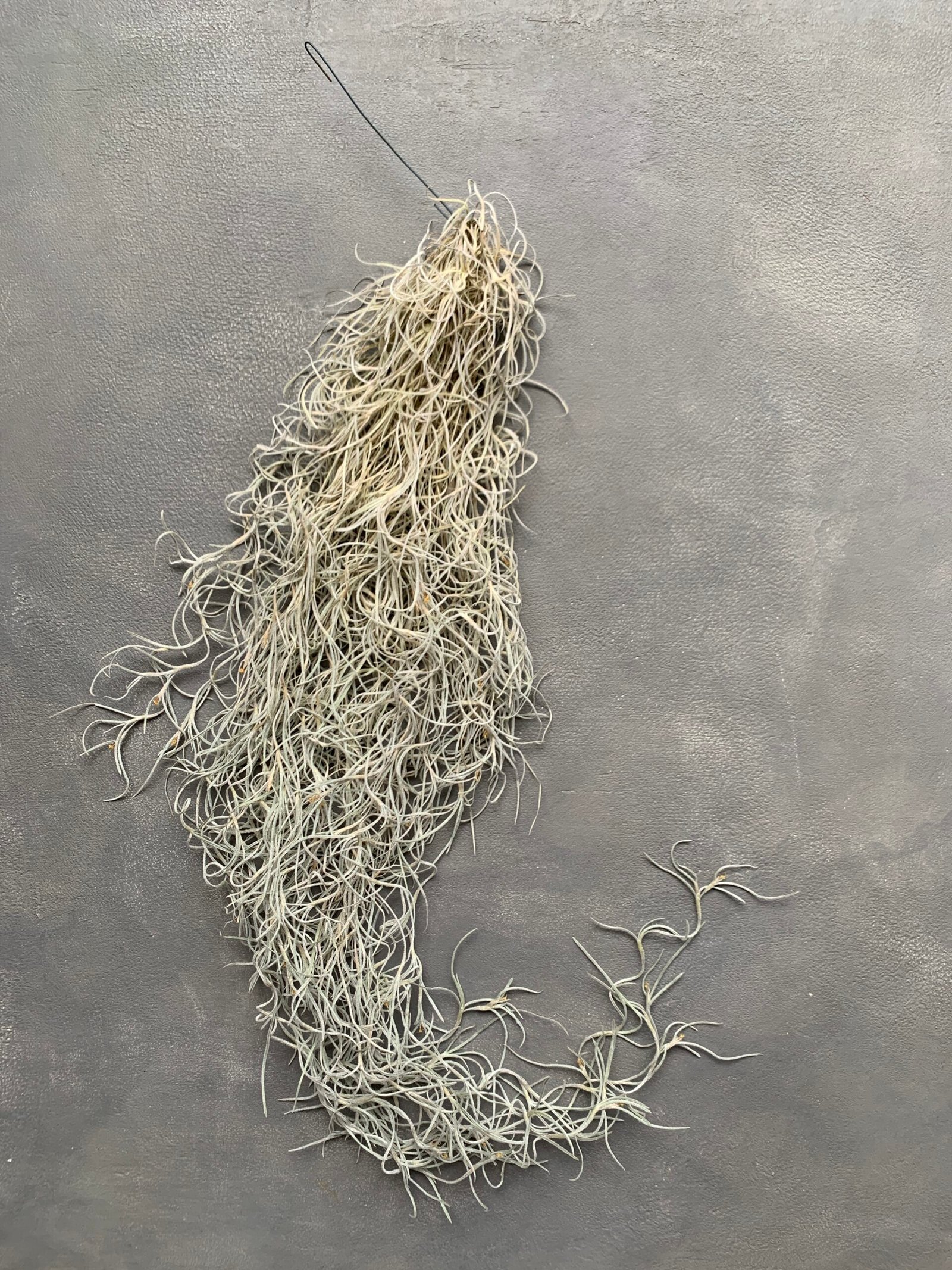 Мох стабілізований Тіландсія (Tillandsia Usneoides) сизий зелений - Штучні рослини Мох стабілізований Тіландсія (Tillandsia Usneoides) сизий зелений - Штучні рослини