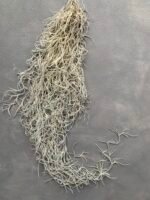 Мох стабілізований Тіландсія (Tillandsia Usneoides) сизий зелений - Штучні рослини