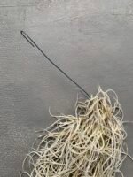 Мох стабілізований Тіландсія (Tillandsia Usneoides) сизий зелений - Штучні рослини