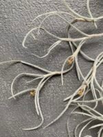 Мох стабілізований Тіландсія (Tillandsia Usneoides) сизий зелений - Штучні рослини