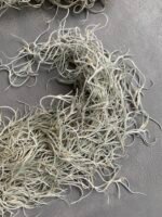 Мох стабілізований Тіландсія (Tillandsia Usneoides) сизий зелений - Штучні рослини