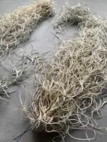 Мох стабілізований Тіландсія (Tillandsia Usneoides) сизий зелений - Штучні рослини
