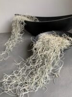 Мох стабілізований Тіландсія (Tillandsia Usneoides) сизий зелений - Штучні рослини