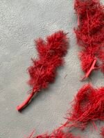 Аспарагус 10 г, стабілізований бордовий - Аспарагус стабілізований
