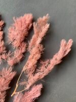 Аспарагус 10 г, стабілізований рожевий - Аспарагус стабілізований